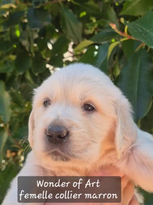 Les chiots de Golden Retriever