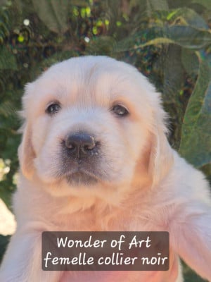 Les chiots de Golden Retriever