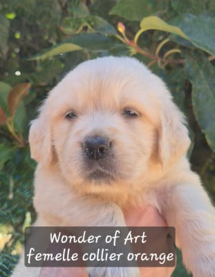 Les chiots de Golden Retriever