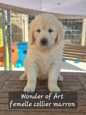 Les chiots de Golden Retriever