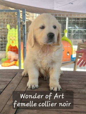Les chiots de Golden Retriever