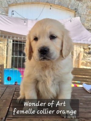 Les chiots de Golden Retriever