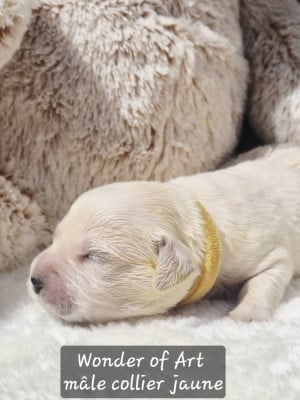 Les chiots de Golden Retriever