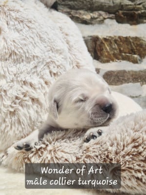 Les chiots de Golden Retriever