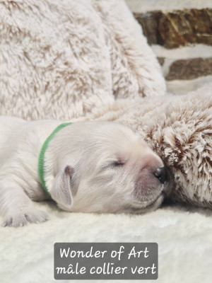 Les chiots de Golden Retriever