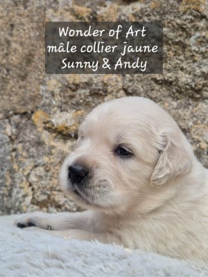 Les chiots de Golden Retriever