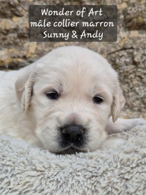 Les chiots de Golden Retriever