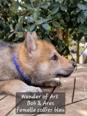 collier bleu - Chien-loup tchecoslovaque
