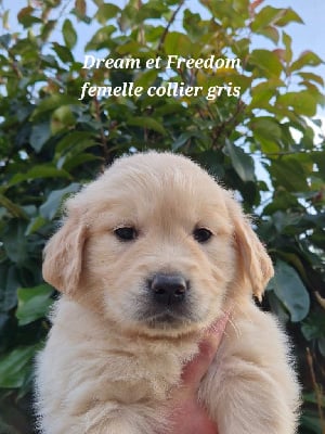 Les chiots de Golden Retriever