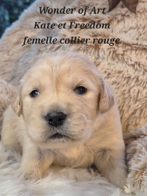 Les chiots de Golden Retriever