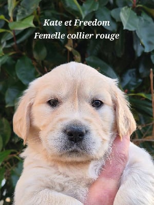 Les chiots de Golden Retriever