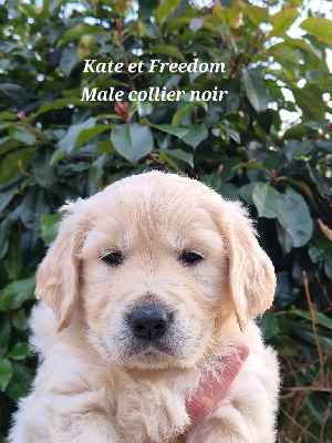 Les chiots de Golden Retriever