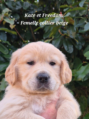 Les chiots de Golden Retriever