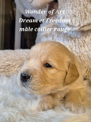 Les chiots de Golden Retriever