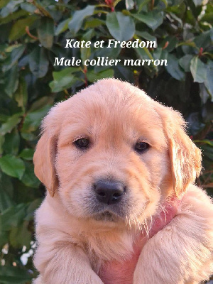 Les chiots de Golden Retriever