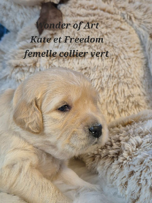 Les chiots de Golden Retriever