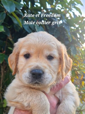 Les chiots de Golden Retriever