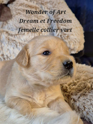 Les chiots de Golden Retriever