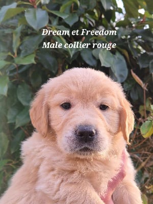 Les chiots de Golden Retriever