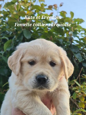 Les chiots de Golden Retriever
