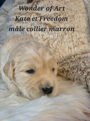 Les chiots de Golden Retriever