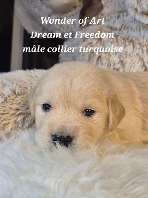 Les chiots de Golden Retriever