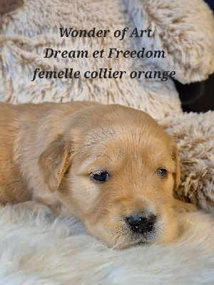 Les chiots de Golden Retriever