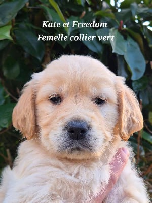 Les chiots de Golden Retriever