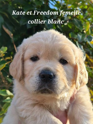 Les chiots de Golden Retriever