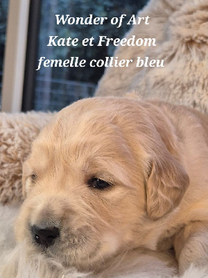 Les chiots de Golden Retriever