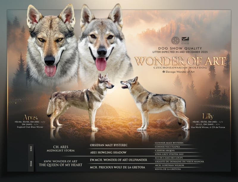 Chien-loup tchecoslovaque - Wonder of Art