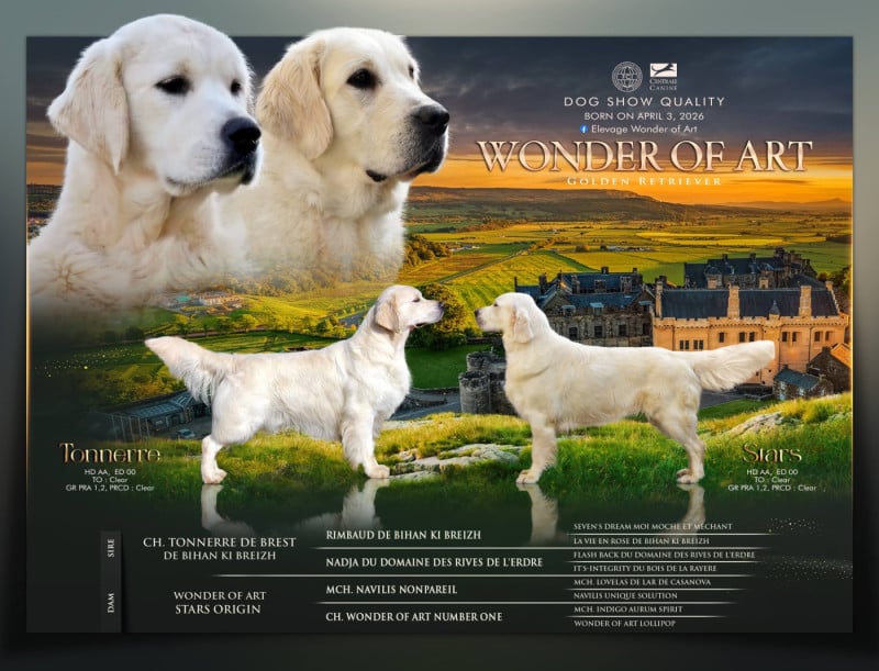 Golden Retriever - Wonder of Art