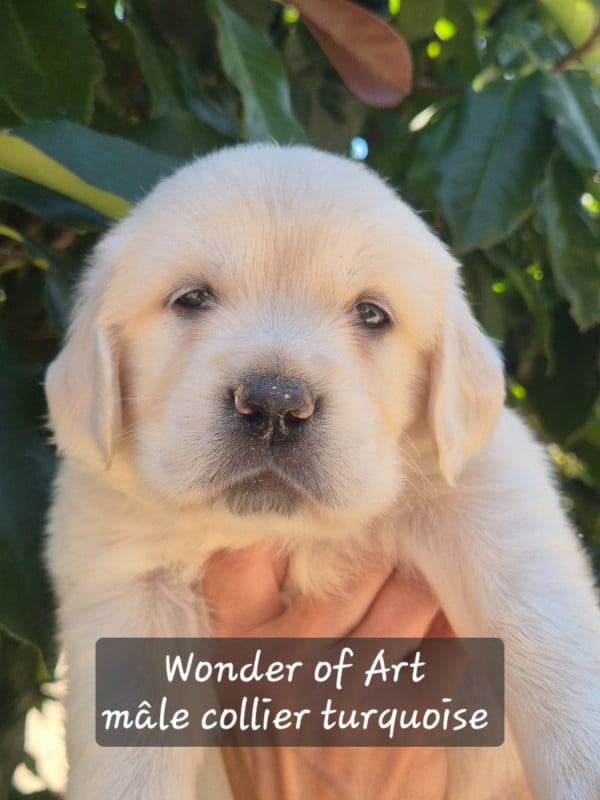 Golden Retriever - Wonder of Art