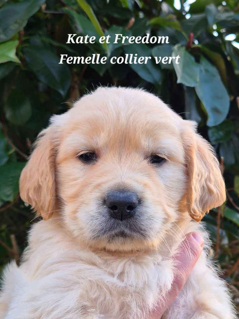 Golden Retriever - Superbe port?e de golden retriever LOF - Wonder of Art