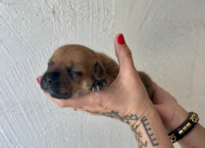 Les chiots de Staffordshire Bull Terrier