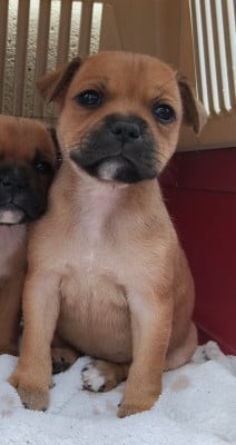 Les chiots de Staffordshire Bull Terrier