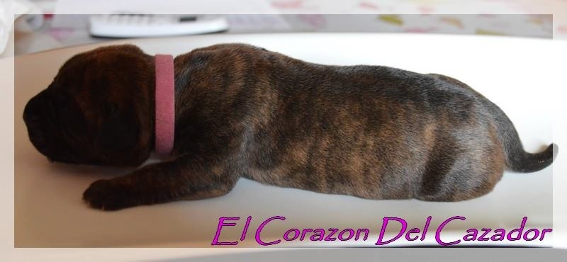 Publication : History Of Heart