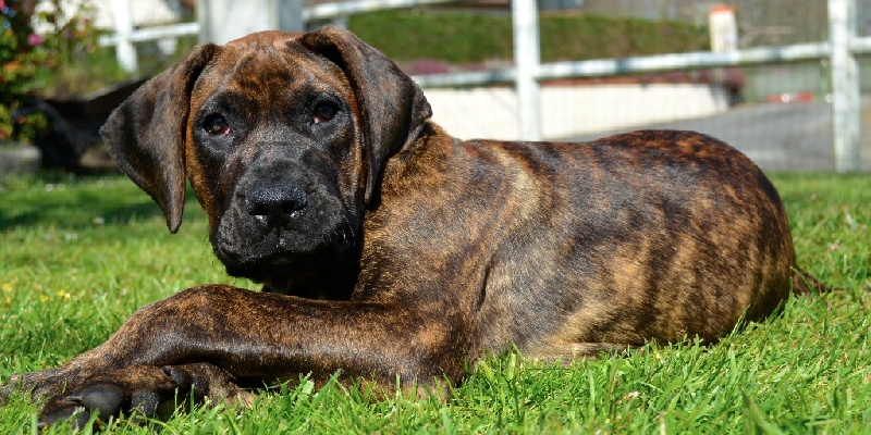 Publication : History Of Heart