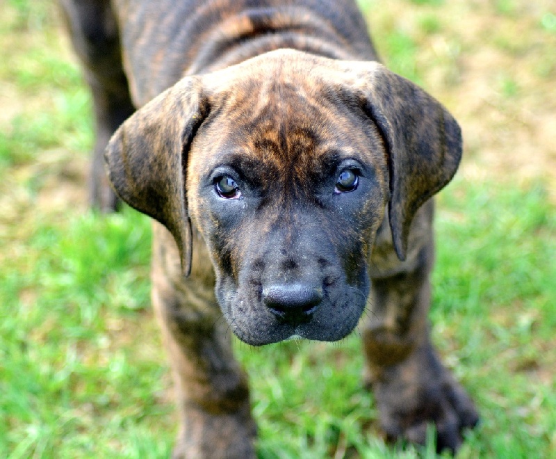 Publication : History Of Heart