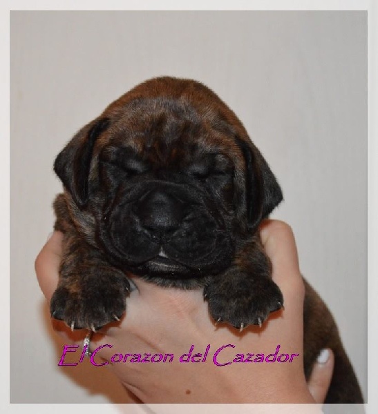 Publication : History Of Heart