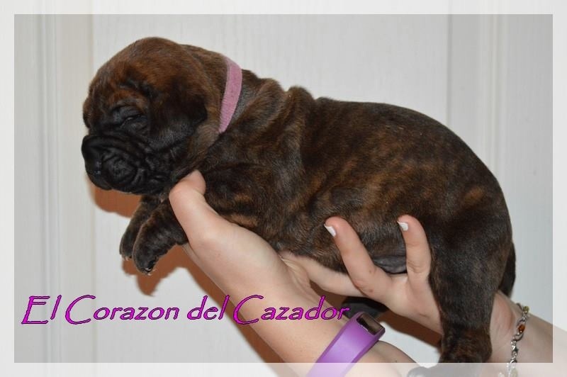 Publication : History Of Heart