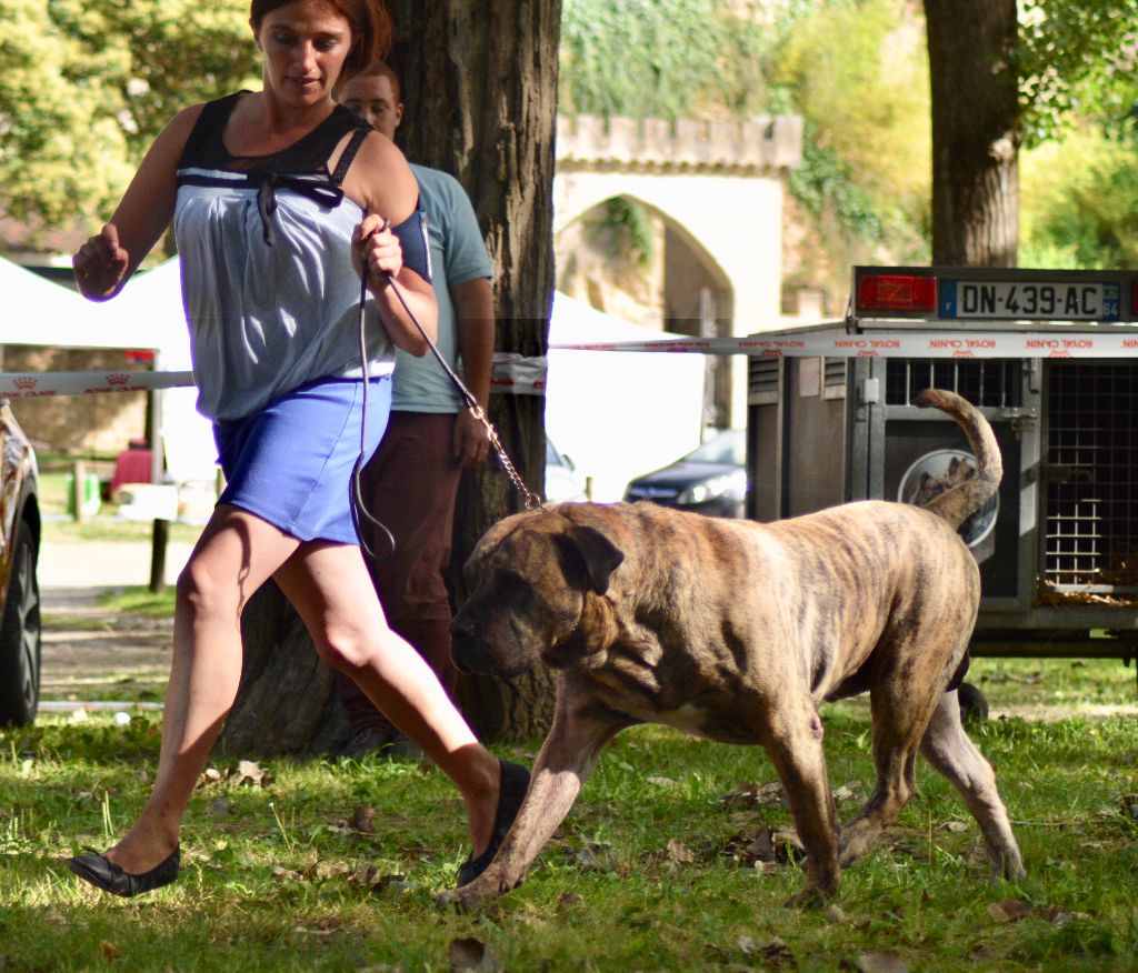 CH. Elio el Sueno del Amigo - 1er excellent meilleur vétéran