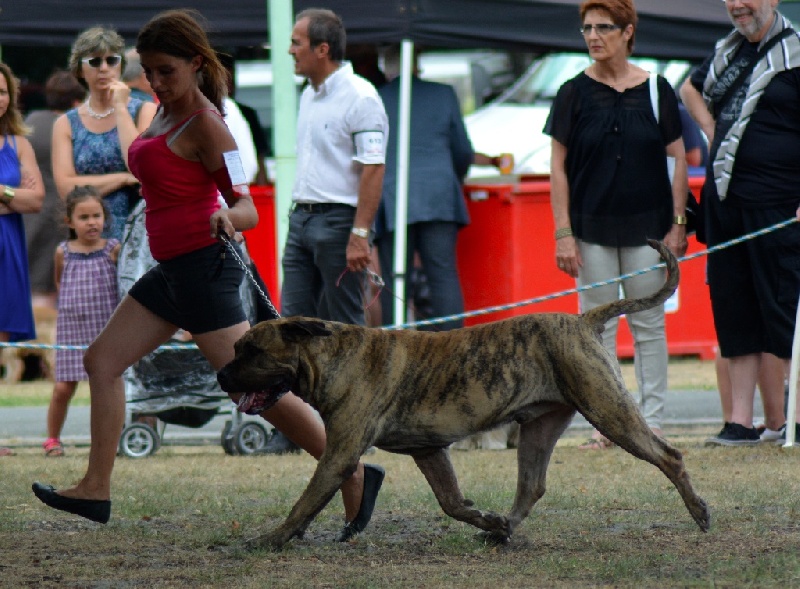 CH. Elio el Sueno del Amigo - 1er excellent - Meilleur champion - meilleur de race