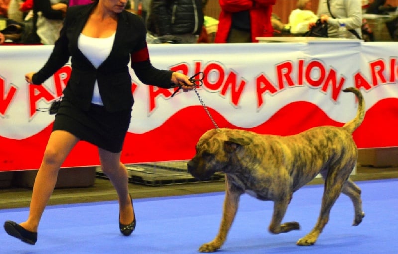 CH. Elio el Sueno del Amigo - 2nd excellent