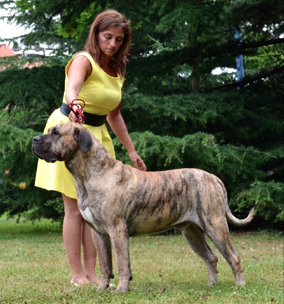 CH. Elio el Sueno del Amigo - 1er excellent CACIB Meilleur de race