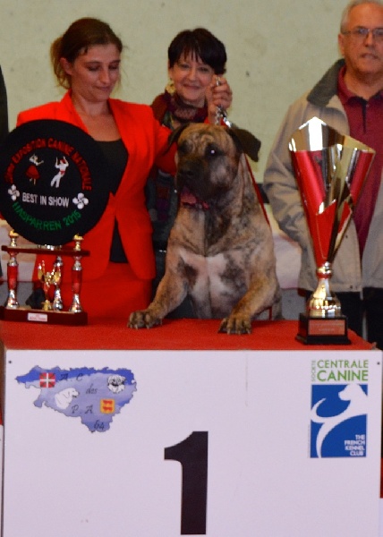 CH. Elio el Sueno del Amigo - 1er excellent - Meilleur champion - meilleur de race