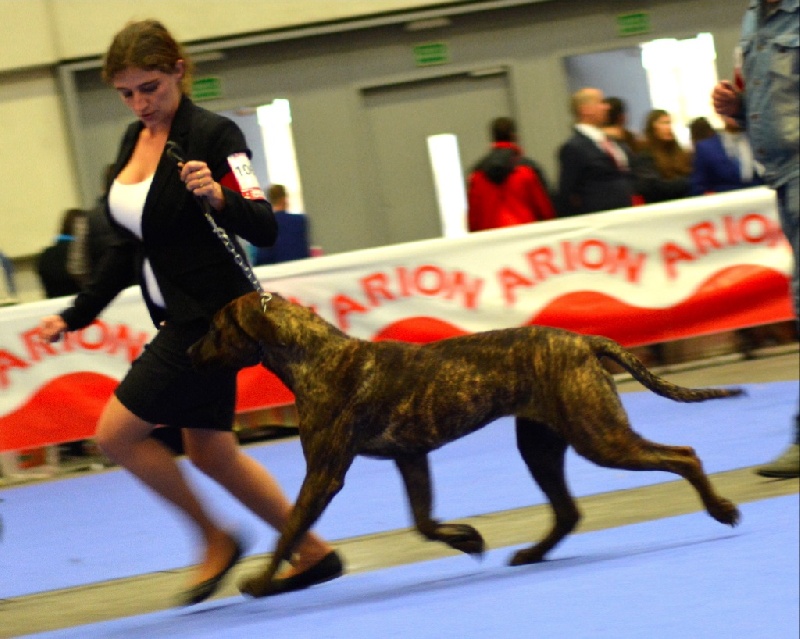 Leyenda El Corazon Del Cazador - 2nd excellent