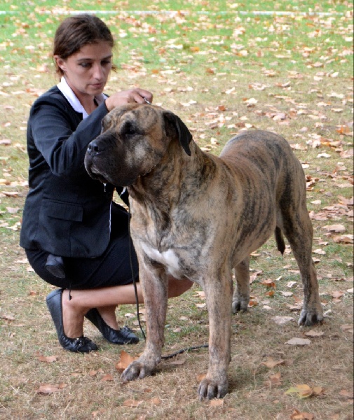 CH. Elio el Sueno del Amigo - 1er excellent CACIB Meilleur de race