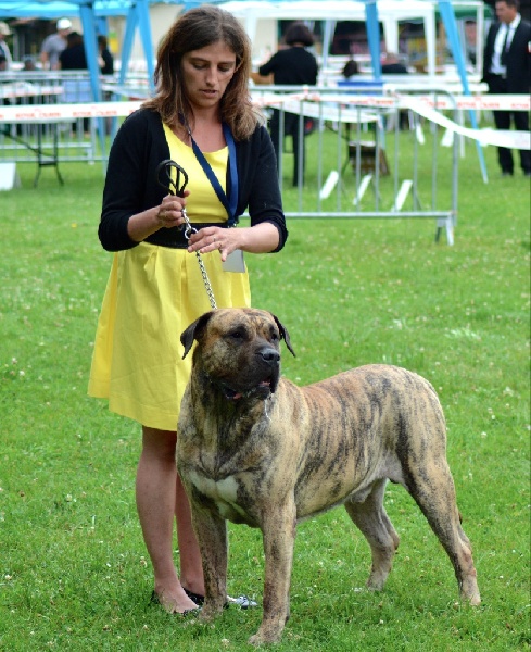 CH. Elio el Sueno del Amigo - 1er excellent - Meilleur champion - meilleur de race