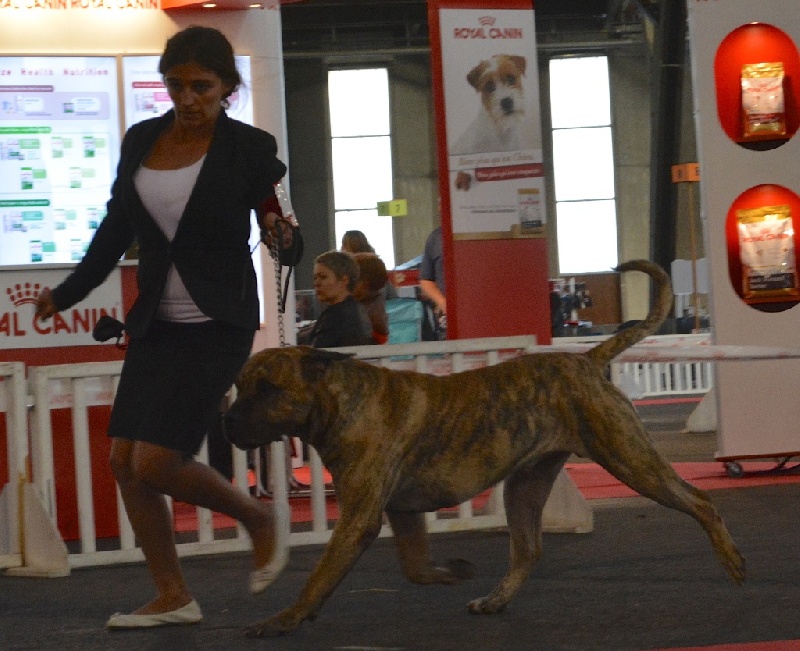 CH. Elio el Sueno del Amigo - 1er excellent Meilleur Champion